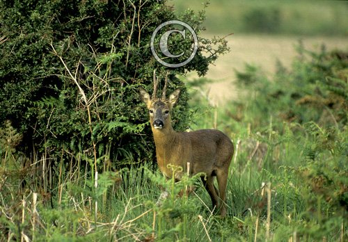 Roe Deer Buck DM0651